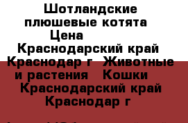 Шотландские плюшевые котята › Цена ­ 2 500 - Краснодарский край, Краснодар г. Животные и растения » Кошки   . Краснодарский край,Краснодар г.